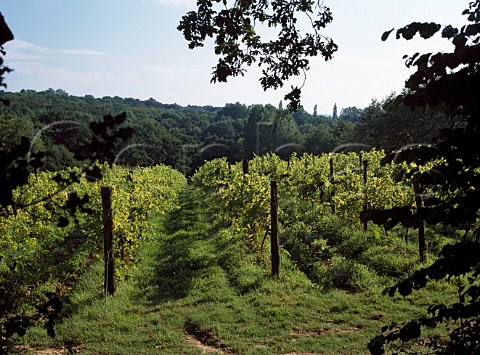 Sedlescombe Organic Vineyard Cripps Corner   East Sussex England