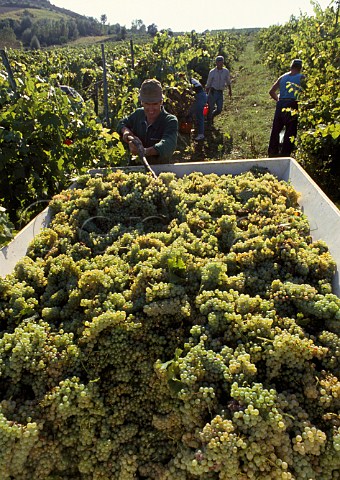 Harvesting Trebbiano grapes in vineyard of Emidio Pepe Torano Nuovo Abruzzi Italy Trebbiano dAbruzzo