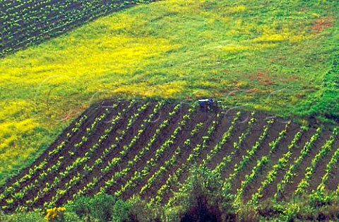 Hillside vineyard near Santa Margherita   di Blice western Sicily Italy