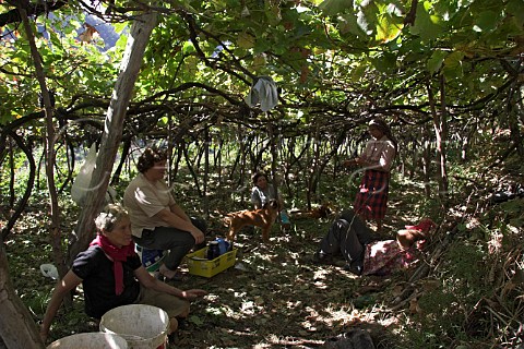 Workers resting under the shade of the pergola   trained vines during the harvest near So Vicente   Madeira Portugal