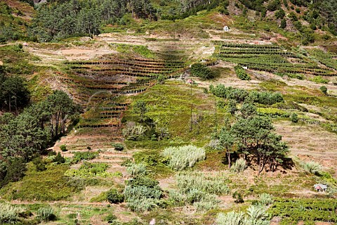 Pergola trained terraced vineyards near So Vicente   Madeira Portugal