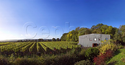 RidgeView winery and chardonnay vineyard with the South Downs in the distance Ditchling Common   East Sussex England