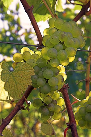 Ripe chardonnay grapes in RidgeView vineyard   Ditchling Common East Sussex England