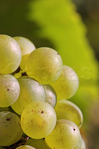 Ripe chardonnay grapes in RidgeView vineyard   Ditchling Common East Sussex England