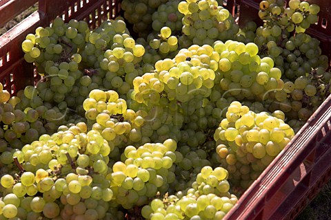Crate of harvested chardonnay grapes RidgeView   vineyard Ditchling Common East Sussex England