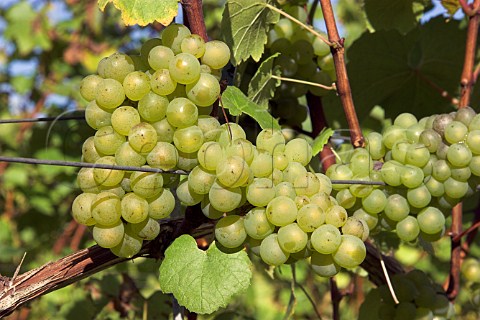 Bunches of ripe chardonnay grapes RidgeView   vineyard Ditchling Common East Sussex England