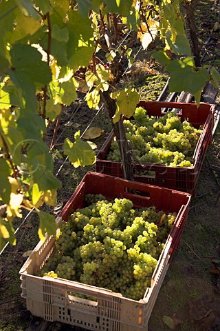 Crates of harvested chardonnay grapes RidgeView   vineyard Ditchling Common East Sussex England