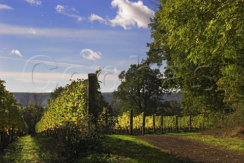 Chardonnay vineyard of RidgeView with the South   Downs in the distance Ditchling Common East Sussex   England