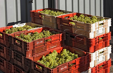 Crates of harvested chardonnay grapes await pressing   at RidgeView winery Ditchling Common East Sussex   England