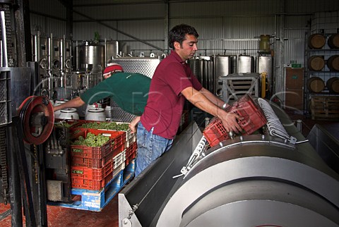 Simon Roberts tipping harvested chardonnay grapes   into the press of  RidgeView winery   Ditchling   Common East Sussex England