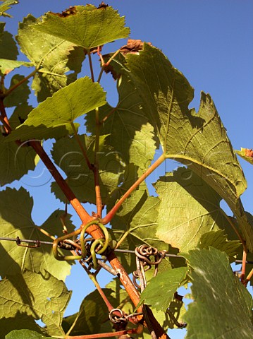 Chardonnay vine tendrils and leaves  RidgeView   vineyard Ditchling Common East Sussex England