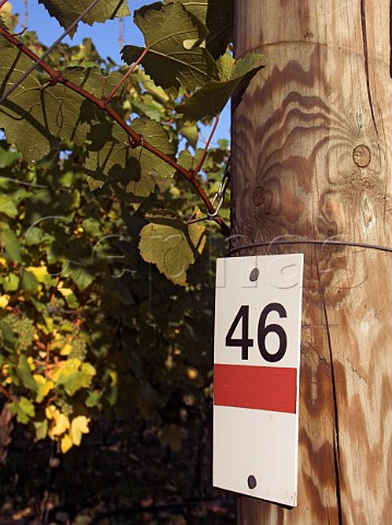 Strainer post in chardonnay vineyard of RidgeView   Ditchling Common East Sussex England