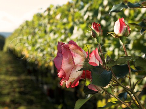 Rose bush at end of row in chardonnay vineyard of   RidgeView Ditchling Common East Sussex England