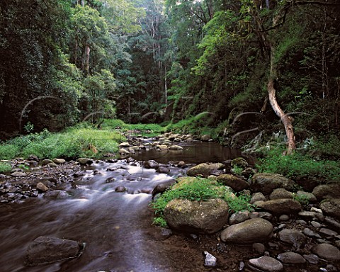 Canungra Creek Lamington National Park Queensland   Australia