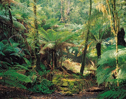 Tree ferns in rainforest Tarra Bulga national park   Victoria Australia