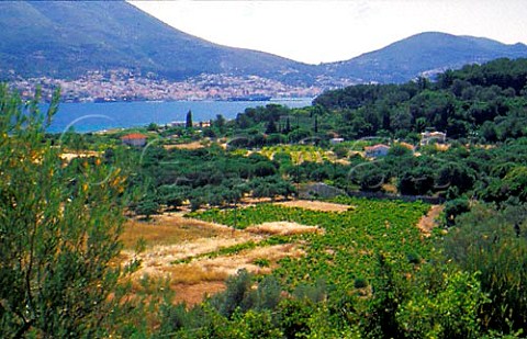 Vineyards across the harbour from Samos   town Samos Cyclades Islands Greece