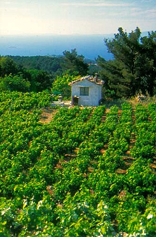 Vineyards on Samos Cyclades Islands   Greece