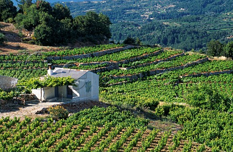 House amidst the vineyards Samos Cyclades Islands Greece