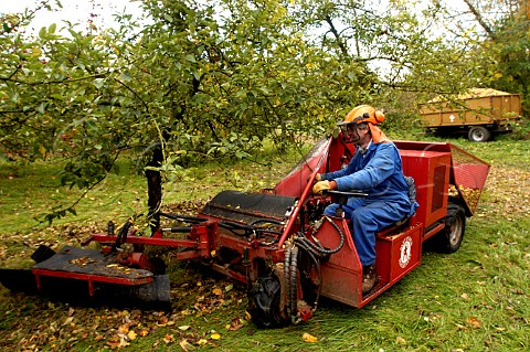 Collecting fallen cider apples Stewley Orchard   near Taunton Somerset England
