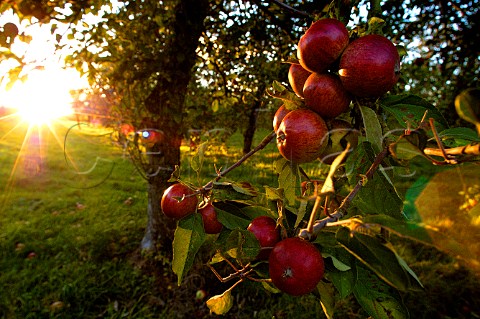 Ripe cider apples on tree in Stewley Orchard near   Taunton Somerset England