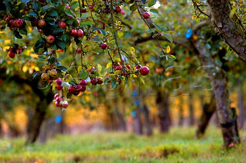 Ripe cider apples on tree in Stewley Orchard near   Taunton Somerset England