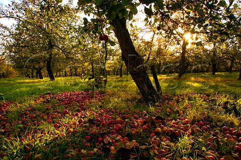 Ripe cider apples on the ground in Stewley Orchard  near Taunton Somerset England