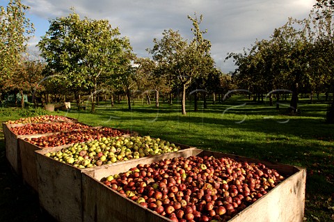 Boxes of harvested apples in the Burrow Hill orchard   of the Somerset Cider Brandy Company  Kingsbury   Episcopi Somerset England