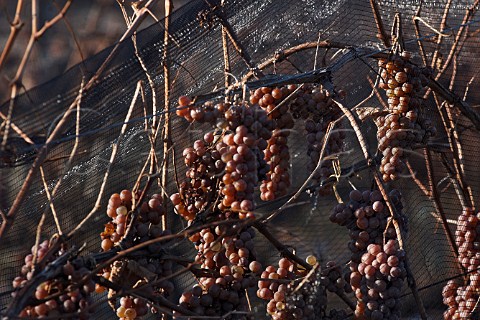 Frozen bunches of Riesling grapes in vineyard of   Henry of Pelham St Catharines Ontario province   Canada  Niagara Peninsula