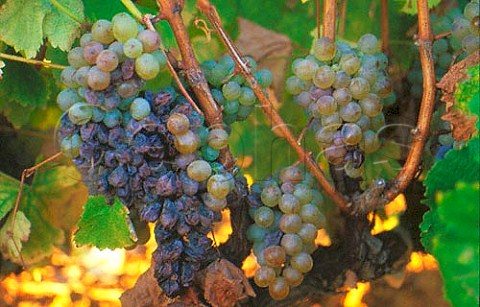 Botrytisaffected Sauvignon Blanc grapes  Durbanville South Africa