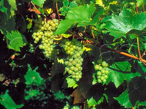 Bunches of Seyval Blanc grapes  Three Choirs   Vineyards Newent Gloucestershire England
