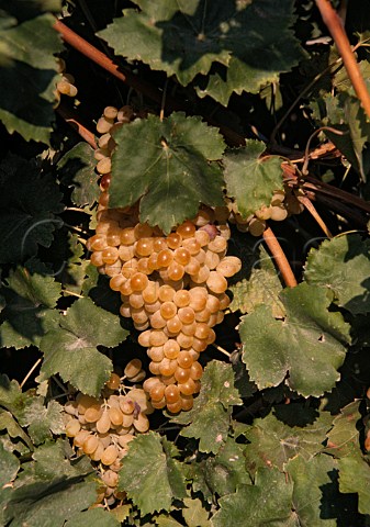 Bunches of Thompson Seedless grapes   Kolossi Cyprus