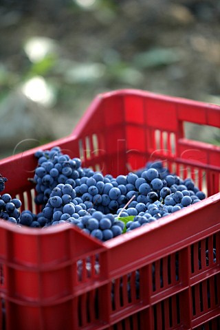 Crate of harvested Brunello grapes in vineyard of   Col dOrcia SantAngelo in Colle near Montalcino   Tuscany Italy Brunello di Montalcino