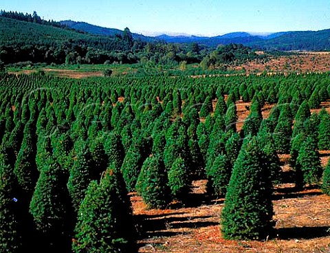 Growing Christmas trees in Kings Valley Corvallis Oregon USA
