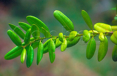 Allspice leaves Pimenta Dioica   Spice Gardens Mahe Seychelles
