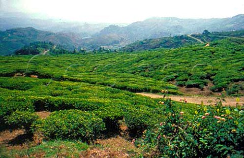 Tea plantation Nuwara Eliya Sri Lanka