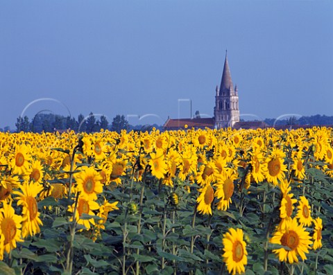 Sunflowers at Angeduc west of Blanzac Charente   PoitouCharentes France