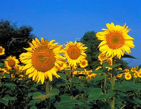 Sunflowers at Angeduc west of Blanzac Charente France  PoitouCharentes