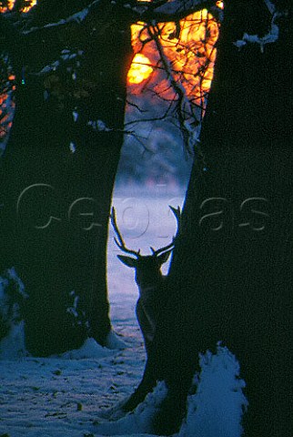 Red deer in winter Bushy Park  Hampton Middlesex England