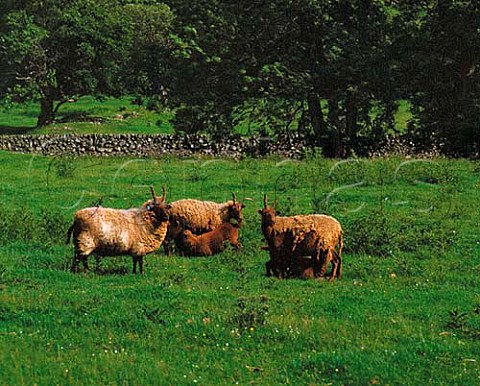Manx Loghtan sheep with lambs