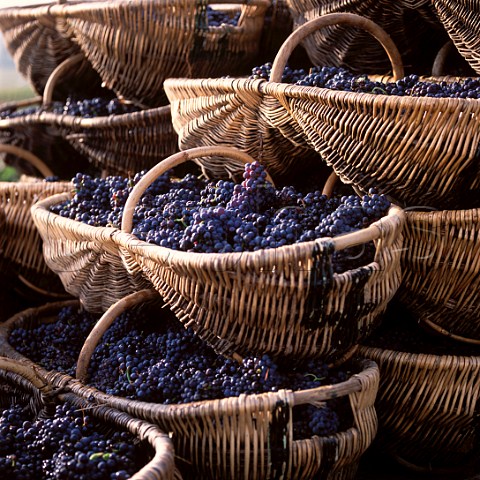 Traditional wicker baskets filled with Pinot Noir grapes  AloxeCorton Cte dOr France  Cte de Beaune