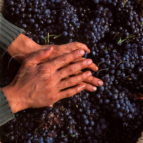 Hands of a grape picker with Pinot Noir grapes from   Louis Latours Le Corton Vineyard AloxeCorton Cte   dOr France  Cte de Beaune