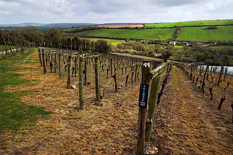 Vineyard of Camel Valley Vineyards Bodmin   Cornwall England