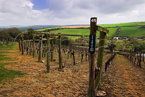 Vineyard of Camel Valley Vineyards Bodmin   Cornwall England