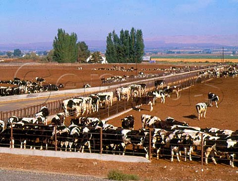 Holstein dairy cows near Prosser Yakima Valley   Washington USA