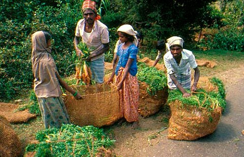 Bagging carrots ready for market Nuwara  Elma Sri Lanka