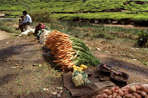 Men selling vegetables by the roadside amidst tea plantation  Nuwara Eliya Sri Lanka