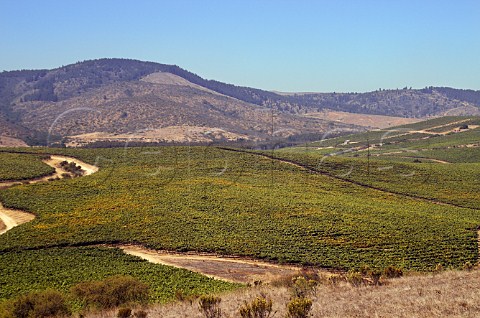 Vineyards of Via Leyda Leyda Chile  San Antonio   Valley