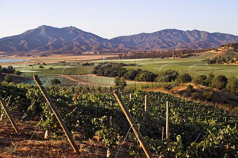 Vineyards of Pablo Morand in the Casablanca Valley   Chile
