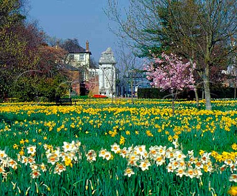 Spring daffodils in The Wilderness with the Lion   Gate beyond  Hampton Court Palace  London England