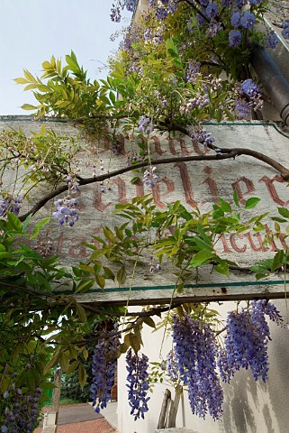 Faded viticulteur sign for Bruno Clavelier with spring Wisteria VosneRomane Cte dOr France